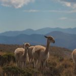 Lamas op een berg tijdens een stage in argentinie