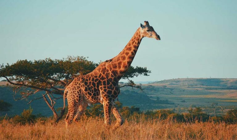 stage zuid afrika giraffe