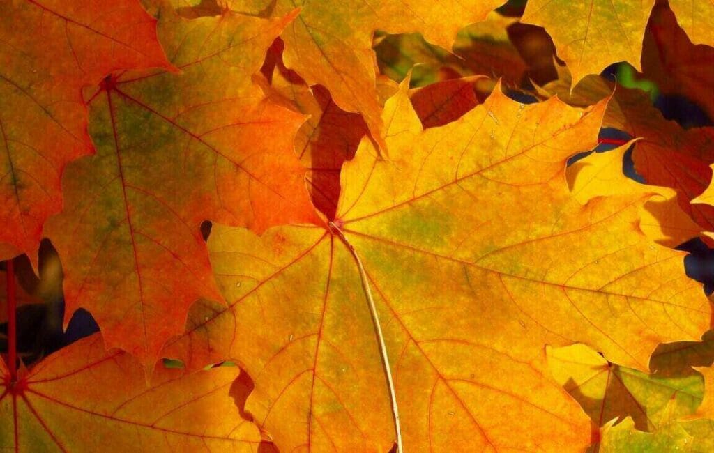 7 redenen waarom stage lopen in Canada een goed idee is 1 Bladeren in de herfst in Canada