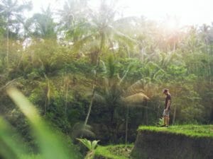 Reisgids Ubud rijstvelden