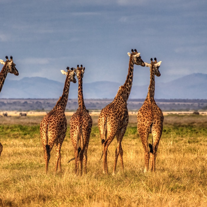 een groep giraffen op de steppe in kenia