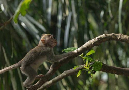 Monkey in Ubud Monkey Forrest